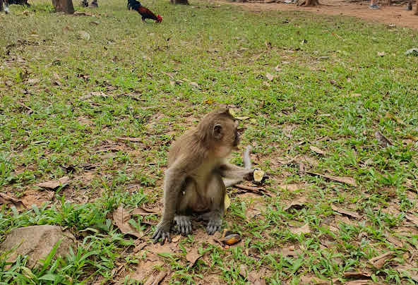Monkey Temple Delight: Observing Macaques in Khao Sok