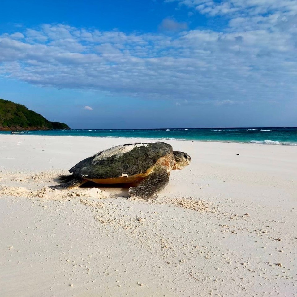 Sea Turtle Conservation Safeguarding and Sustaining Populations for Future Generations